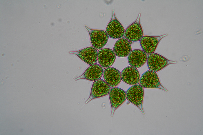 Pediastrum sp.